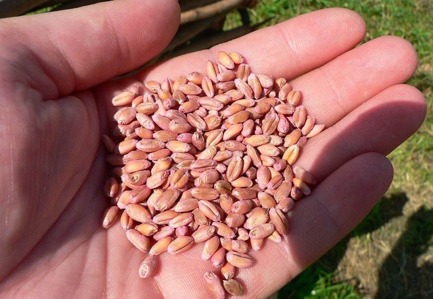  Quién es quién en tratamientos de semillas biológicos para cereales